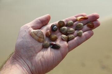 Busan Haeundae beach sea shells - 780645453