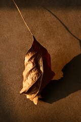 Autumn leaf in close-up on a brown background. Macro photography. Art photography.