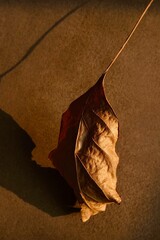 Autumn leaf in close-up on a brown background. Macro photography. Art photography.