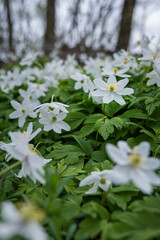 Anemone plant with white flower.