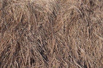 Background of brown dry hay lying on the meadow