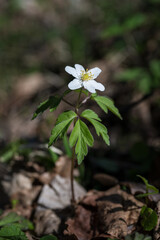 Anemone plant with white flower alone.