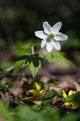 Anemone plant with white flower alone.