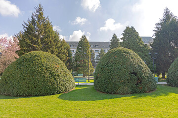 English Park Topiary in City Centre Craiova Romania at Sunny Spring Day