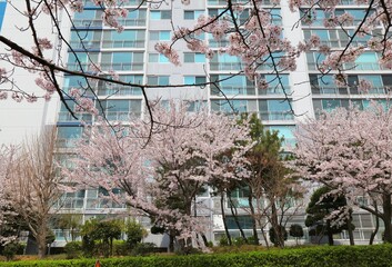 Cherry blossoms street in Busan - 780646265