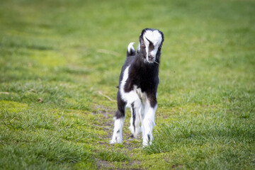 A goat Kid with white and black fur stands on the green grass and looks right toward the camera lens.	