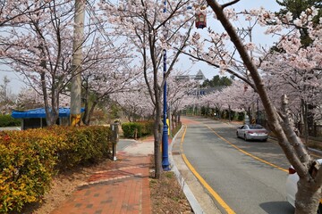 Gijang-gun cherry blossoms in Busan - 780646651