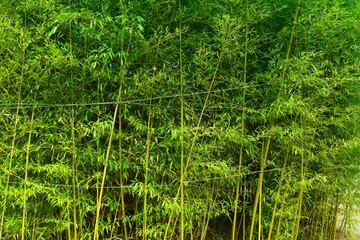 Asian bamboo forest background in Korea - 780647675