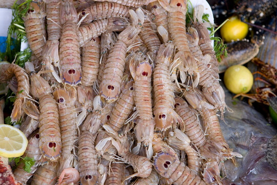 Squilla mantis close-up view