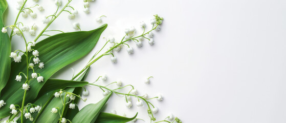 Bright white lily of the valley flower on a white background, template for a postcard