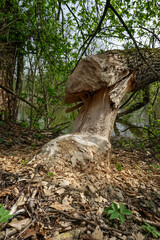 Bitten tree trunk by beaver.