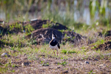 (Vanellus vanellus) sits on the ground near a lake.