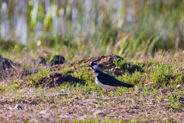 (Vanellus vanellus) sits on the ground near a lake.