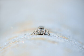 Cute little hairy spider, close up