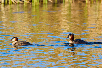 pair of (Podiceps cristatus) floats on the water of a lake.