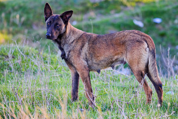 a female dog in the wild, abandoned dog.