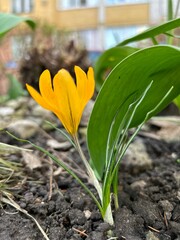 Yellow crocus with green leaves in a flowerbed in the garden plot in spring