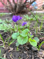 Purple fragrant violets among green leaves on a flowerbed in spring in the garden. The concept of decorative decoration of the site