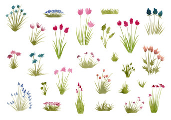 Big set of botanical floral elements. Branches, leaves, herbs, wild plants, flowers. Garden, meadow, field collection of leaves, foliage, branches. Bloom watercolor illustration