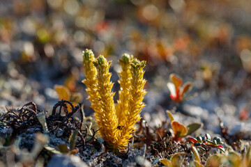 A close up of yellowish green plants of Northern Firmoss or Fir Clubmoss (Huperzia selago subsp. appressa). Tundra plants. Northern nature of Chukotka and Siberia. Russian Far East