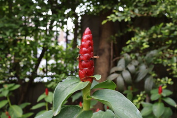 Alpinia purpurata or Red ginger flower in garden - obrazy, fototapety, plakaty