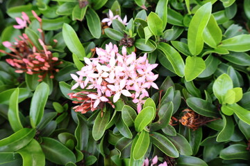 Obraz na płótnie Canvas Ixora Hybrid pink flower with green leaf in garden in Thailand