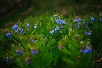 The Growing and Blooming Bluebell Wildflower