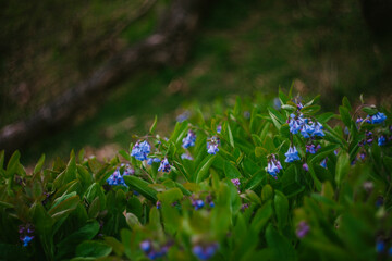 The Growing and Blooming Bluebell Wildflower
