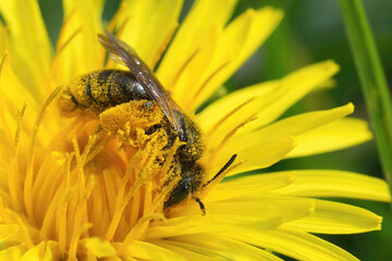 Closeup on a Catsear mining bee, Andrena humilis collecting pollen from a yellow dandelion flower,...