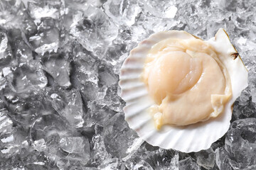 Fresh raw scallop in shell on ice cubes, top view. Space for text
