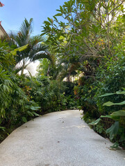 Obraz premium Greenery yard full of trees at day near the beach against blue sky.