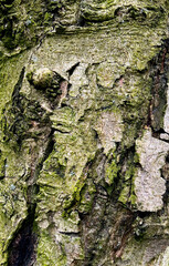 bark of a tree