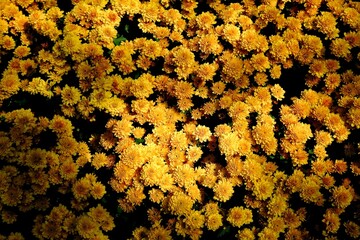 Chrysanthemum morifolium flower garden with golden color, chrysanthemum flower with golden petals, chrysanthemum flower variation, Sabrina Agrihorti