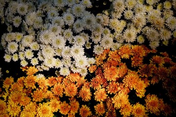 white-yellow chrysanthemums. natural flower background