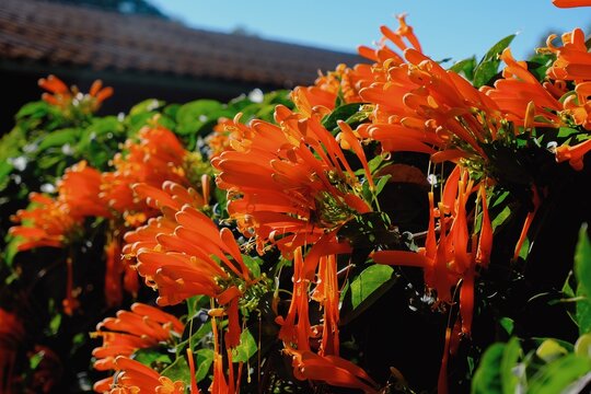 Blooming flame vine flowers Pyrostegia venusta or orange trumpet vine, family Bignoniaceae