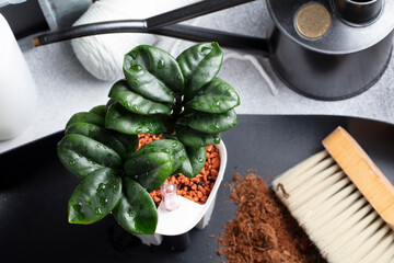 Repotting a small Zamioculcas Zenzi from coconut peat into an appropriate mineral substrate of clay...