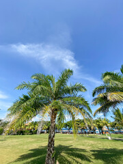 Greenery yard full of trees at day near the beach against blue sky.