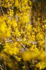 Native Forsythia Bushes in Bloom