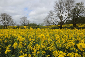 Oil seed rape fields UK with stormy skies