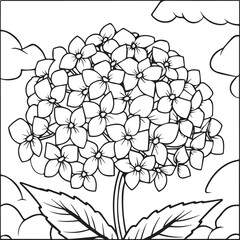 Hydrangea coloring pages. Hydrangea flower outline vector for coloring book