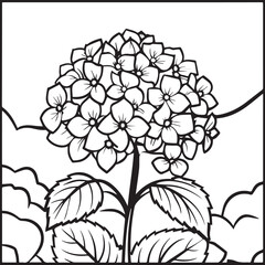 Hydrangea coloring pages. Hydrangea flower outline vector for coloring book