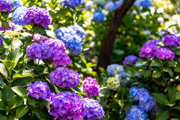 東京都　白山神社の紫陽花　
