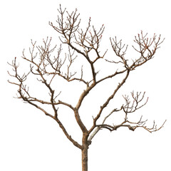 A bare tree silhouette against a midnight sky on a transparent background