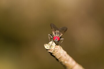 Fly ready to take off