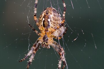 Spider close up view 