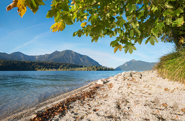 lake shore Walchensee with gravel beach, bavarian alps. maple tree branches.