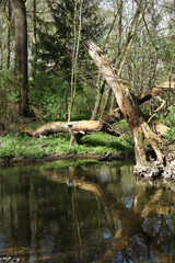 landscape with a stream in the spring forest