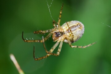 macro of a spider