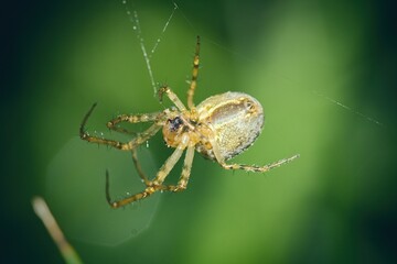 spider on a web green background