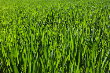 field of young green wheat